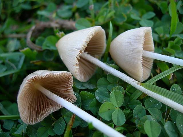 Funghi degli areali esposti